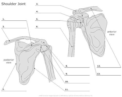 Even something as easy as guessing the beginning letter of long words can assist your child improve his phonics abilities. Printable Anatomy Labeling Worksheets in 2020 | Anatomy ...