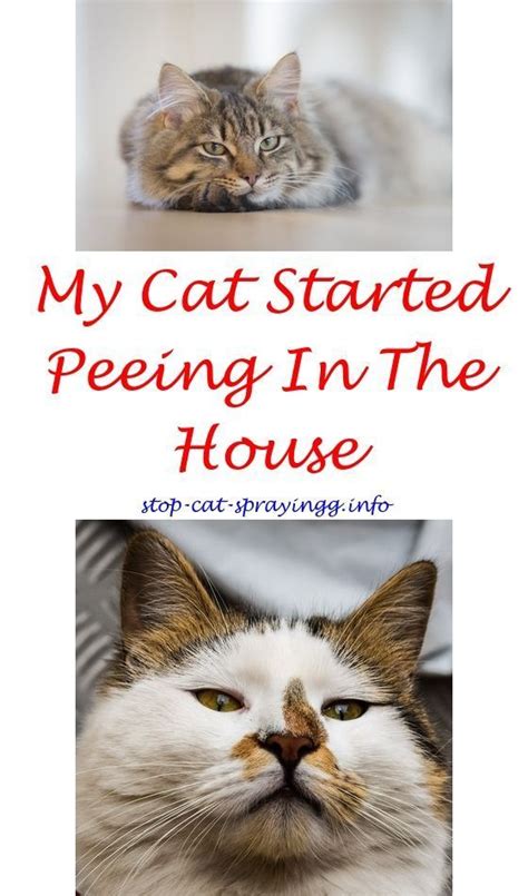 We have 3 cats, but our house has never smelled even close. Understanding Your Cat's Behavior | Male cat spraying, Cat ...