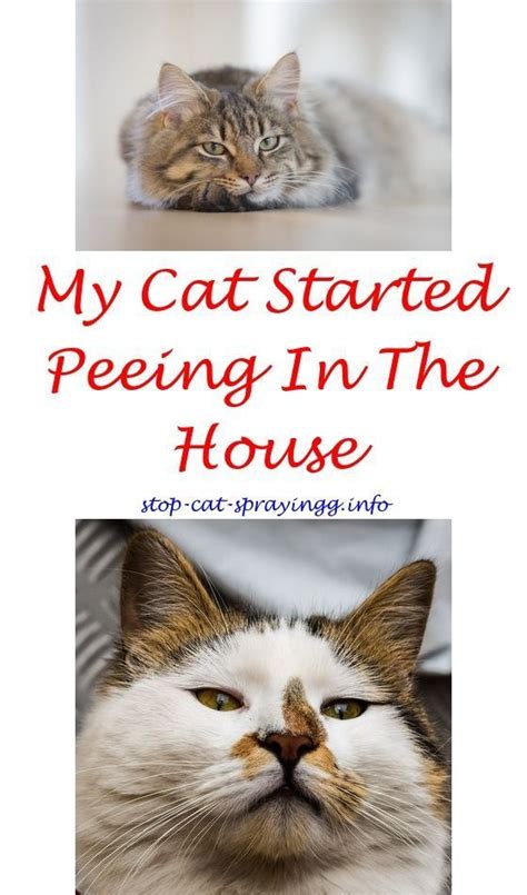 Why does my cat smell? Understanding Your Cat's Behavior | Male cat spraying, Cat ...