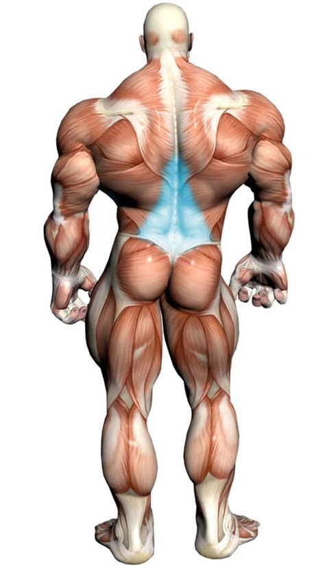 This picture also contains humerus, olecranon. Dumbbell Deadlift Video Exercise Guide & Tips | Muscle ...