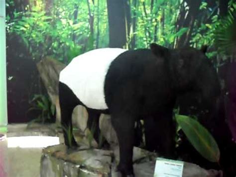 3.apsal buat perangai mcm tapir ni? TAPIR/CIPAN/TENUK - Tapirus indicus: Natural History ...