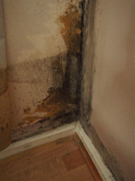 Damp Archives - Page 3 of 3 - Building Defect Analysis