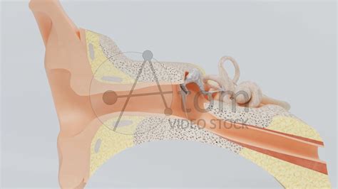 Also known as the vestibulocochlear organ, it acts as a receptor and the inner ear: Inner Ear Structure - YouTube