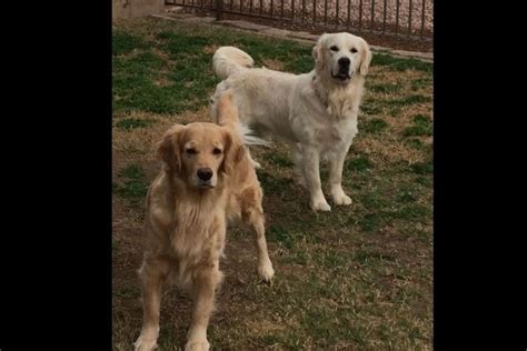 There are 7 male and 3 female pups available at the. Sandy Marin Has Golden Retriever Puppies For Sale In ...