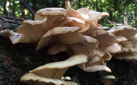 Fall Fungi-Fever : Reflections on ADK Fungi and Radical Mycology | The Apollos