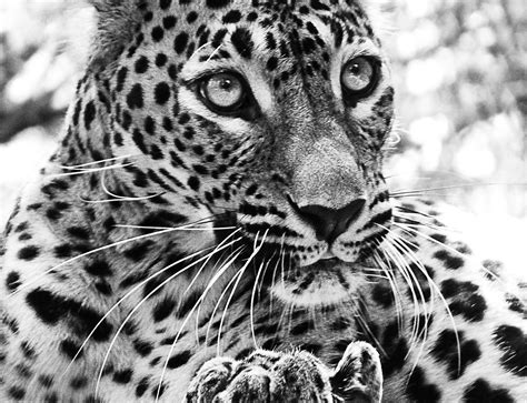 Fotos gratis : en blanco y negro, animal, fauna silvestre, Zoo, gato