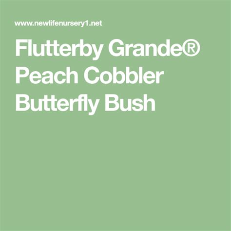 The world's only complete series. Flutterby Grande® Peach Cobbler Butterfly Bush | Peach ...