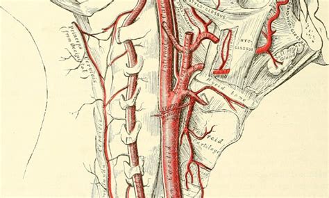 Injury, occlusion (blockage) or any rupture of these arteries can. Arteries in the Neck: The Carotid Arterial System