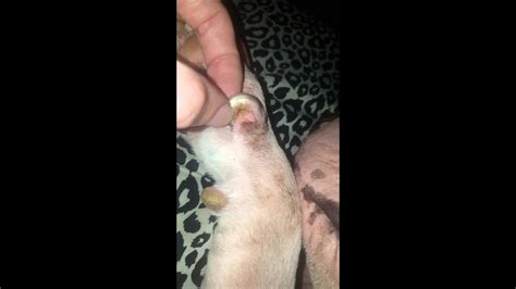 We can all agree that cats love to scratch and claw. Dog Ingrown Nail Infected - Nail Ftempo