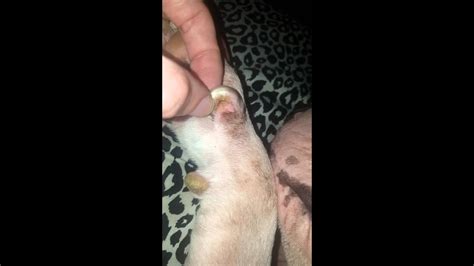 He/she needs to be allowed to walk on in addition, by inspecting the cat's nails regularly, it won't be possible for a nail to become badly ingrown. Dog Ingrown Nail Infected - Nail Ftempo