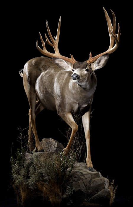 B&b taxidermy has been mounting whitetail and mule deer since 1983 and would love to help design a mount special for you. Mule deer. | Mule deer, Taxidermy, Deer mounts