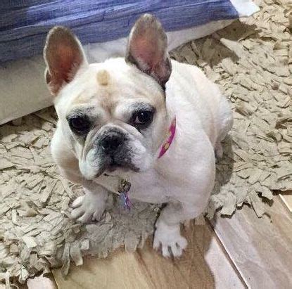 Submit an inquiry to join our mail list for the latest updates! French Bulldog dog for Adoption in Katy, TX. ADN-762168 on ...
