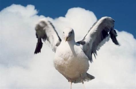 A person who attracks seagles by feeding them and/or caring for them. Jonathan Livingston Seagull