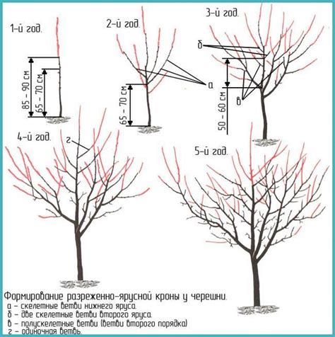 Обрезка плодовых деревьев: когда и как правильно обрезать деревья ...