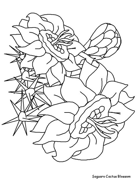 You must give a link to this page and indicate the author's. A Saguaro Cactus Blossom Coloring Page - Free Printable ...