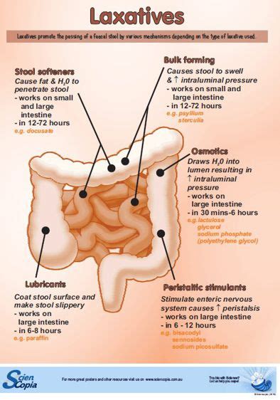 Stimulant laxatives relieve constipation by triggering the intestines to contract and push out stool. Poster: Laxatives - A3 - Sciencopia