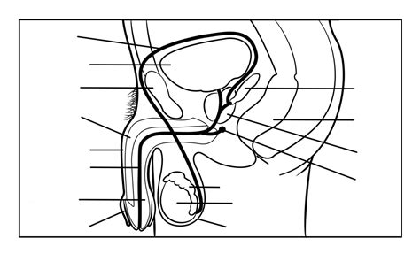 The male reproductive system (or tract) includes: Male reproductive system - GDHR Portal