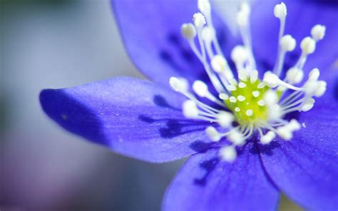 HD Flower Wallpapers - Wallpaper Cave