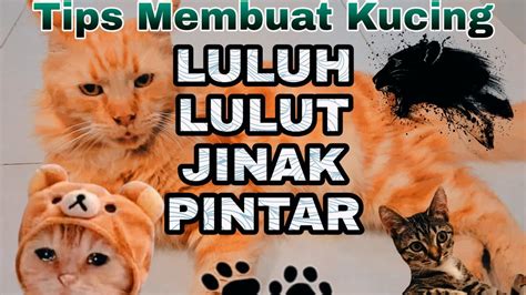 Sesuai namanya, ras kucing malaysia merupakan ras eksperimental yang baru, dan baru hanya diakui oleh klub kucing malaysia (malaysia cat club). Rahasia Menjinakkan Kucing maine coon agar luluh lulut ...