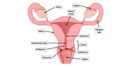 • note that the spermatic cord contains blood vessels and nerves to provide a source of nourishment, sensation and waste removal for the testes. Female reproductive system diagram labeled