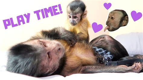 Female baby on bottle and diapers. Baby Monkey & Capuchin Monkey Brotherly Love! - YouTube