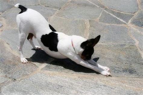 Coolest yoga dog ever! jax the great dane was not missing out on yoga today. yoga is a meditative practice, but sometimes adding a furry friend to the mix can make it more, well, fun. A Gallery of Dogs That are Into Yoga