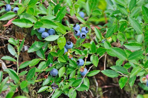 Maybe you would like to learn more about one of these? Heidelbeeren umpflanzen » Das sollten Sie beachten