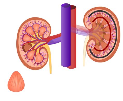 Kidney clipart kidney diagram, Kidney kidney diagram Transparent FREE for download on ...