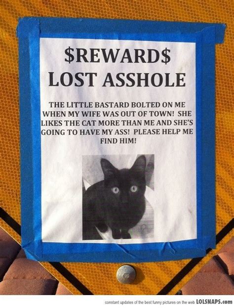 What am i missing here? missing cat poster funny - Google Search | Best funny ...