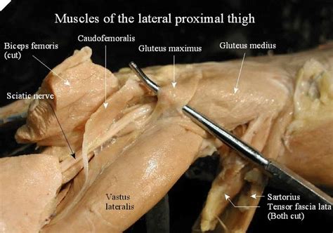 Muscles of the chest, also called the thorax, include both smooth muscles and skeletal muscles. 1000+ images about cat muscles on Pinterest | Muscle, The ...