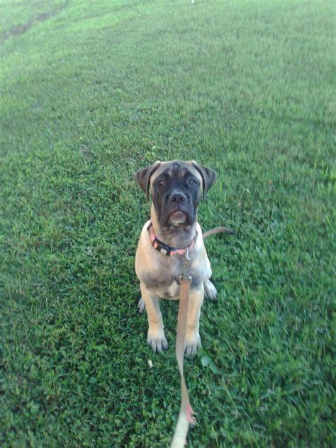 Feel free to browse hundreds of active classified puppy for sale listings, from dog. Bullmastiff Puppies For Sale | Bonnieville, KY #325922