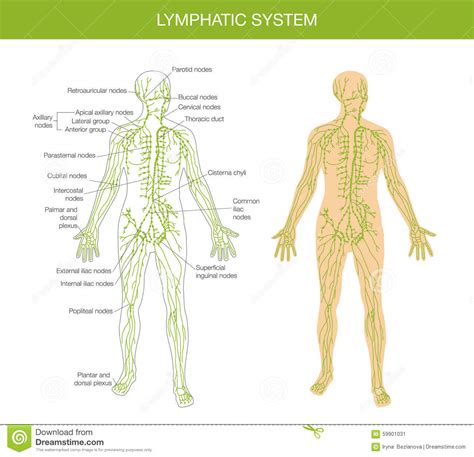 The lymphatic system consists of lymph vessels, lymph nodes, and lymphatic organs such as the spleen. Medizinische Beschreibung Des Lymphsystems Vektor ...