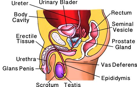 Several different organs and structures make up the male reproductive system. Male Reproductive Structures. Organs of the male ...