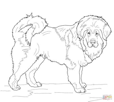 Cavalier king charles spaniel breed penciling and line drawing for your children and for lovers of this dog breed. Cavalier King Charles Spaniel Coloring Pages at ...