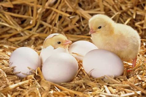 Ia sering dipergunakan sebagai makanan, dan merupakan salah satu sumber protein yang baik. Apakah rahsia menetas telur dari ayam, bukan ayam ayam?