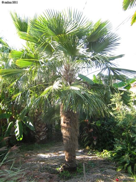 Trachycarpus sp nova, is a fairly new palm to cultivation. LE FORUM DES FOUS DE PALMIERS • (31) mon terrain en pays ...