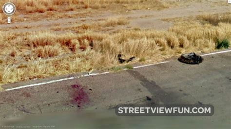 Explore the streets and instantly share your favorite views. roadkill Archives - StreetViewFun