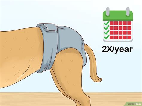 Das werben der rüden ist dabei nicht nur für dich stressig, sondern auch für deine hündin. Erkennen ob eine Hündin läufig ist - wikiHow