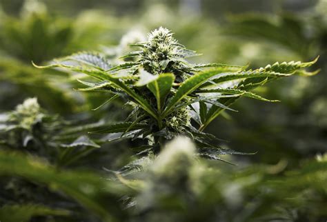 Is medical marijuana kosher? Canada's major marijuana producers want to know - Medical Marijuana