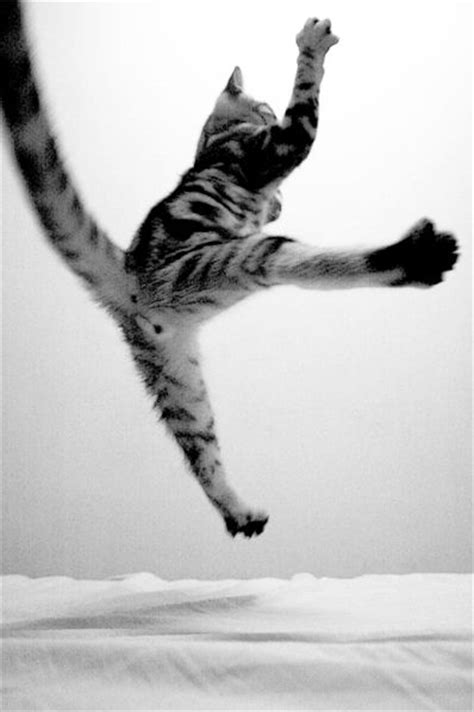 Kenpo is karate in its simplicity and kung fu in its retaliation of hand counters. 52 Best Karate/Kung Fu/Ninja Cats images | Cats, Ninja ...