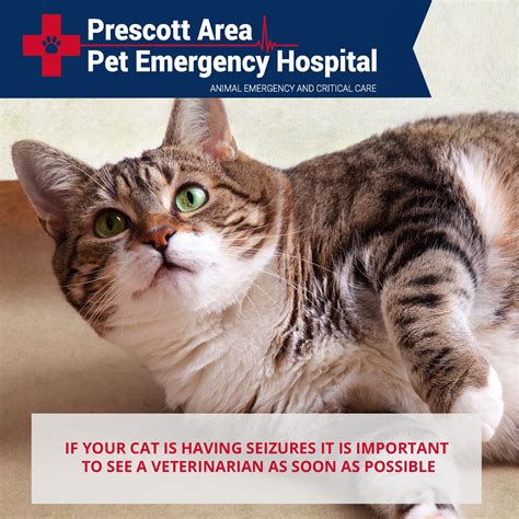 Emergency pet hospital is a caring and honest organization. Common Pet Emergencies | Pet emergency, Emergency hospital ...