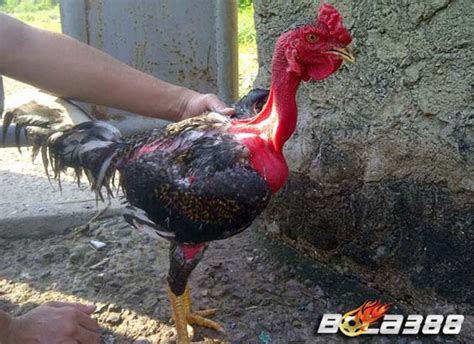 Turnamen sabung ayam online filipina dihentikan sementara karena virus corona. Agen Sabung Ayam dontmakeitlikeimdumb: Jenis Ayam Sabung Terbaik