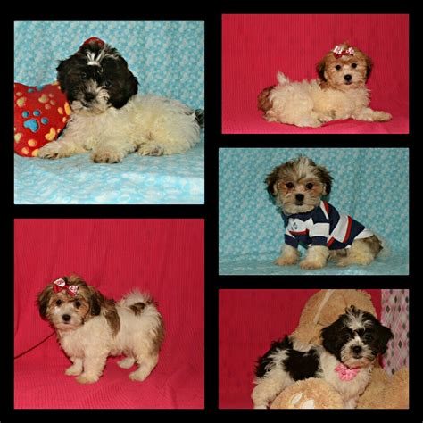 4 traverse city teddy bear puppies. Teddy bears!! | Puppies for sale, Puppies, Teddy bear