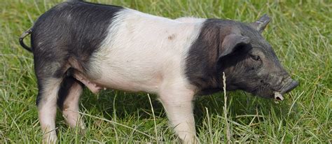 Actualité agricole et agroalimentaire de la filière porcine dédiée aux agriculteurs, éleveurs de porcs. Porc du Limousin | Local Pork From Limousin, France | TasteAtlas