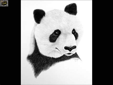 Panda dibujo drawing panda cute desene desene in creion schițe. Desene in creion cu animale - deeascumpik