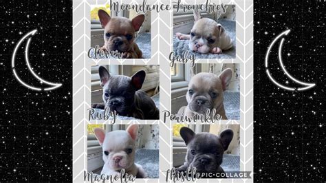 I say measured, because most dogs, even grown up ones you might want to take into consideration the fact that french bulldog is a small dog and therefore every pound he gains will be more visible than in some bigger dogs. French Bulldogs Growing Up! - YouTube