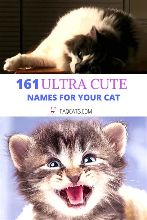 In the cat world, most people refer to these beautiful grey cats as blue because their natural coat has a bluish tone. 161 Female Tabby Cat Names You Will Love! Video [Video ...