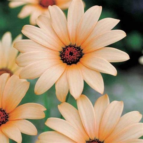 Daisies come in a rainbow of colors and are perfect for any occasion. AFRICAN Daisy Salmon Queen - Daisy - Australian Seed