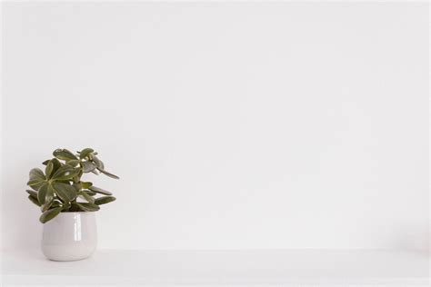 19.01.2021 · plain zoom background minimalist plain zoom background good virtual backgrounds plain color zoom background simple virtual plain white virtual backgrounds for zoom. 1000+ Beautiful White Background Photos · Pexels · Free Stock Photos