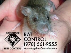 All seasons pest control has been a locally owned and operated business for over 30 years! Advantage Pest Control in Topsfield, MA & Manchester-by ...